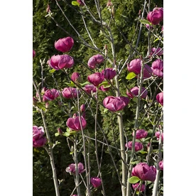 helmshardware4536340